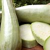 Zucchini Blanco Lungo Cylindrico